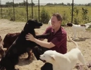 Video Dierenpension Happy Care